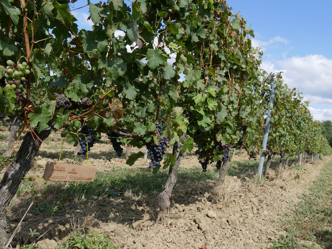 Виноградник на урожай